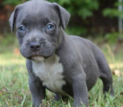 View Details. . Gray pitbull puppy for sale